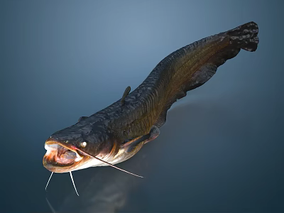 Close Up View Of Catfish With Open Mouth Long Whiskers And Slender Body Against Blue Background 3d model