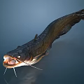 Close Up View Of Catfish With Open Mouth Long Whiskers And Slender Body Against Blue Background