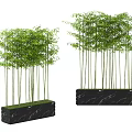 Decorative Bamboo Plants With Green Leaves And Slender Stems In Black Marble Planters