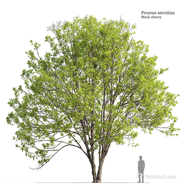 Lush Green Arbor With Dense Foliage Thick Trunk And Human Figure 3d model 