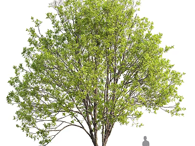 Lush Green Arbor With Dense Foliage Thick Trunk And Human Figure 3d model
