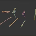 Various Animal Skeletal Remains Featuring Different Bone Types Shapes And Structures