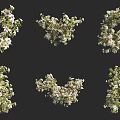 Blooming Floral Branches With White Flowers And Green Leaves In Various Shapes