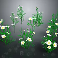 Multiple Daisies With White Petals Yellow Centers And Green Stems On Dark Background