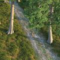 Forest Trains Grassland Lawn Pine Trees Game Tweet Terrain Ornaments Props 3d model