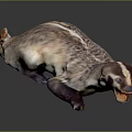 Beiji Badger American Badger Fur Tasmanian Badger Wolverine Badger Animal Wild Animal 3d model