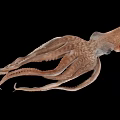 Detailed Brown Marine Squid With Extended Tentacles Isolated On Black Background