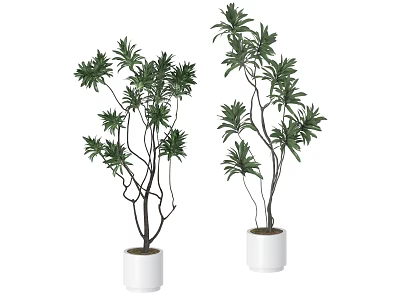 Decorative Indoor Bonsai Plants With Slender Branches And Green Leaves In White Pots 3d model