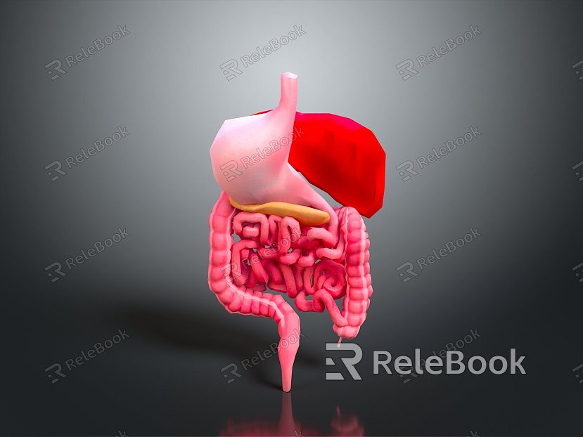 human body human intestine human organ human body tissue human body structure human anatomy human specimen model