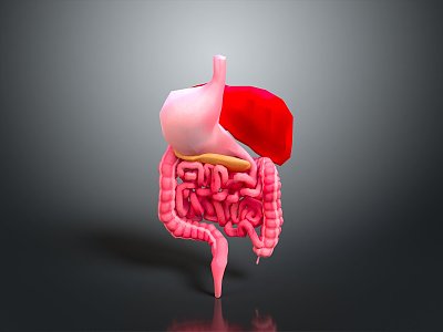 human body human intestine human organ human body tissue human body structure human anatomy human specimen model