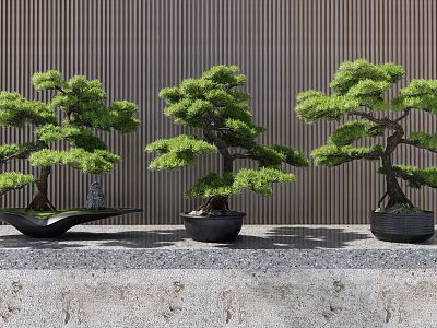 Three Green Bonsai Trees In Decorative Pots With Vertical Striped Wall Background 3d model