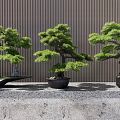 Three Green Bonsai Trees In Decorative Pots With Vertical Striped Wall Background