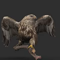 Majestic Eagle With Spread Wings Perched On Wooden Branch Showing Detailed Feathers