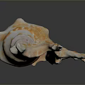 Orange and White Conch with Multiple Claw Like Appendages on Black Background 3d model