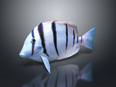 3D Rendered Fish With Black And White Stripes And Blue Tail On Dark Background 3d model