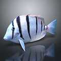 3D Rendered Fish With Black And White Stripes And Blue Tail On Dark Background