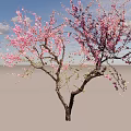 Elegant Tree with Pink Blossoms Dense Blooms and Slender Branches in Light Background