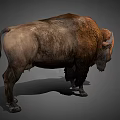 Realistic Brown Buffalo With Thick Fur And Curved Horns Standing Pose