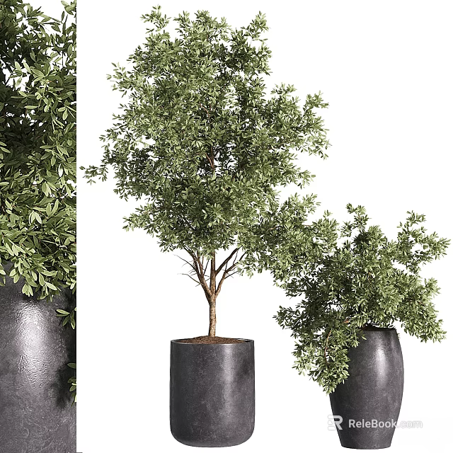 Modern Garden Decor With Green Leafy Plants And Black Planters Of Different Sizes 3d model 