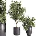 Modern Garden Decor With Green Leafy Plants And Black Planters Of Different Sizes