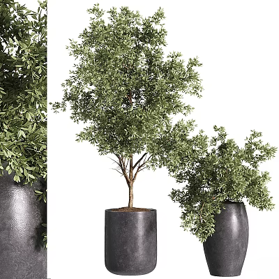 Modern Garden Decor With Green Leafy Plants And Black Planters Of Different Sizes 3d model