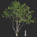 Tall Tree With Lush Green Leaves Standing Beside White Garden Statue
