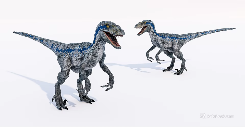 Reptile Velociraptor With Blue Stripes Gray Skin Standing Open Mouths 3d model 