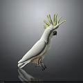 White Cockatoo with Yellow Crest Standing on Shiny Surface Against Gray Background