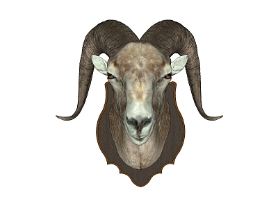 Sheephead Wall Decoration model