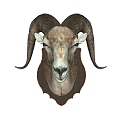 Sheephead Wall Decoration 3d model