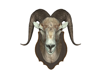 Sheephead Wall Decoration 3d model