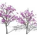 Detailed Flowering Magnolia Tree With Intricate Branch Petal And Structure Design