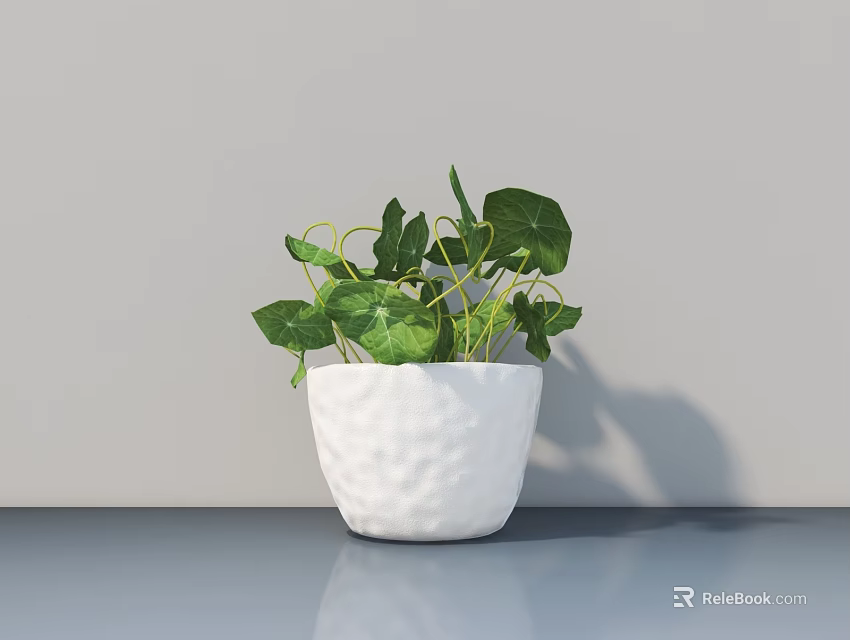 White Textured Ceramic Pot Bonsai Potted Plant With Green Round Leaves On Gray Tabletop 3d model 