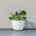 White Textured Ceramic Pot Bonsai Potted Plant With Green Round Leaves On Gray Tabletop