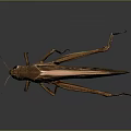 Grasshopper Insect Cartoon Locust Animation Locust Animation Locust Animation Character Life Supplies 3d model
