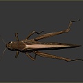 Grasshopper Insect Cartoon Locust Animation Locust Animation Locust Animation Character Life Supplies 3d model