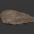 Fossilized Crinoid Specimen With Detailed Segmented Stem And Feathery Arms Embedded In Sedimentary Rock Matrix