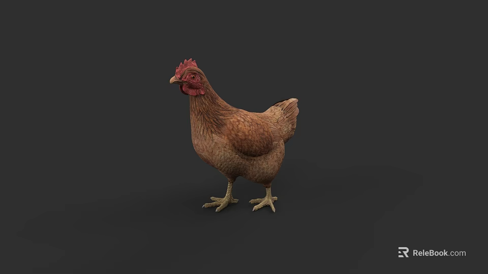 Realistic Brown Chicken With Red Comb Standing On Gray Background 3d model 