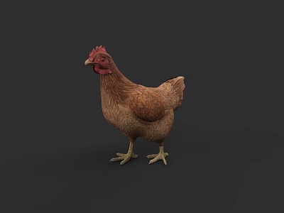 Realistic Brown Chicken With Red Comb Standing On Gray Background 3d model