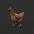 Realistic Brown Chicken With Red Comb Standing On Gray Background