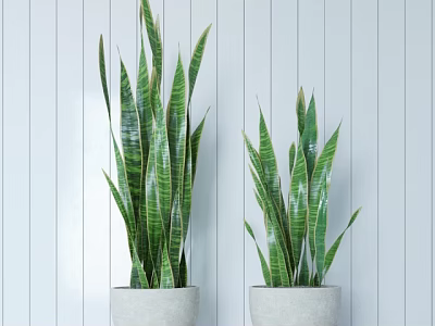 Green Striped Snake Plants In White Pots Against White Striped Wall Background 3d model