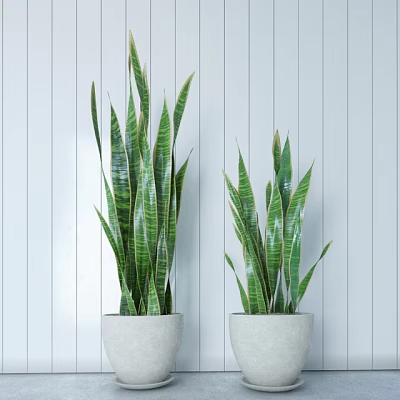 Green Striped Snake Plants In White Pots Against White Striped Wall Background 3d model