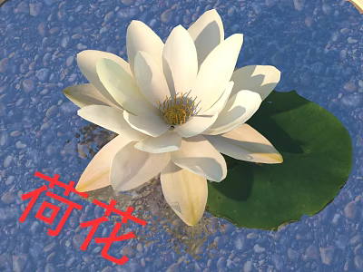 White Lotus Flower with Green Leaf Floating on Blue Water Surface with Pebbles 3d model