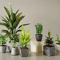 Various Indoor Potted Plants With Decorative Pots And Different Leaf Shapes For Home Decor