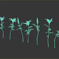 Beautiful Pink And White Flowers With Green Stems And Leaves On Black Reflective Background
