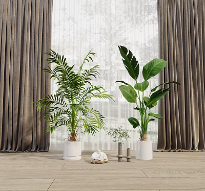 Indoor Potted Plants With Large Green Leaves In White Planters By Window On Wooden Floor 3d model