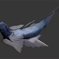 Vibrant Blue And Pink Fish With Transparent Fins On White Background