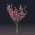 Pink Flowering Tree With Single Trunk And Abundant Pink Blossoms On Dark Background