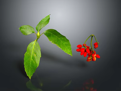 Fresh Green Leaves And Vibrant Red Berries In Natural Plant 3d model