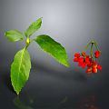 Fresh Green Leaves And Vibrant Red Berries In Natural Plant